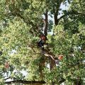 2013 ISA tree climbing championship Rocky mountain chapter