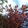 Beech Tree